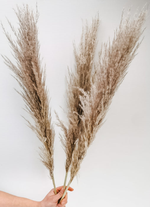 Pampas Grass