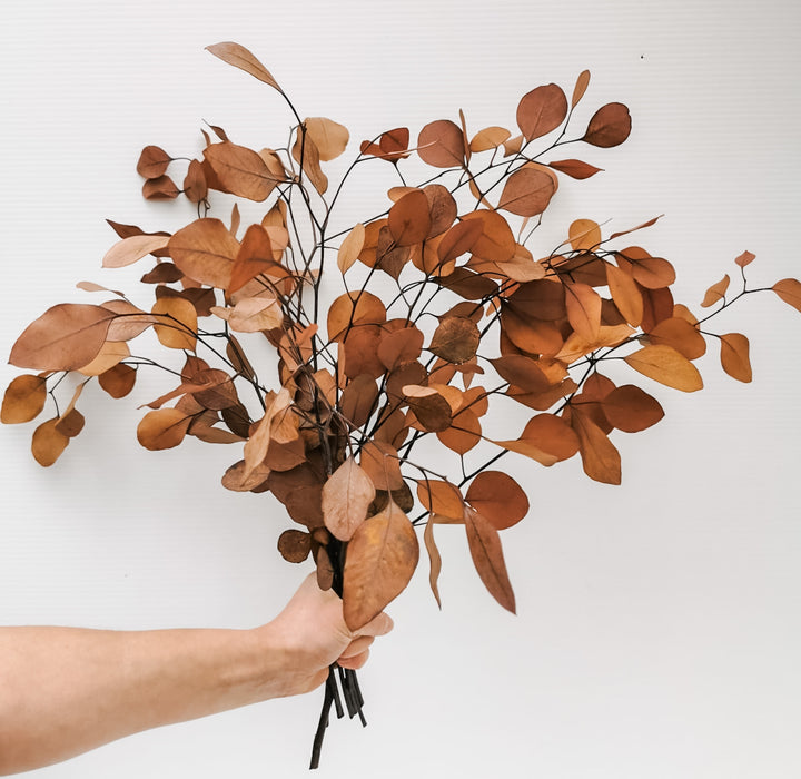 Preserved Populus Eucalyptus