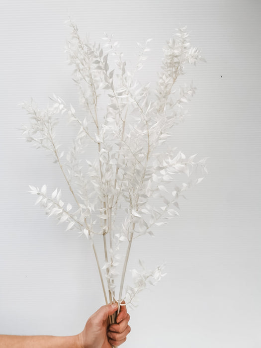 Ruskus Bleached and Dried