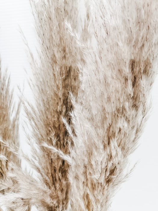 Pampas Grass