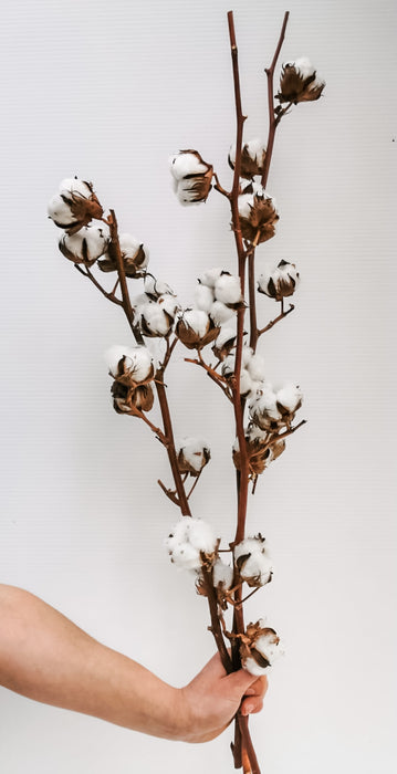 Cotton Branch