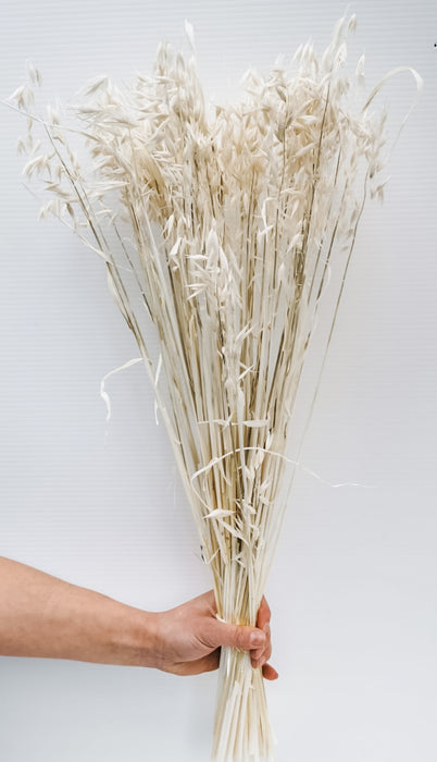 Haver Avena Bleached White