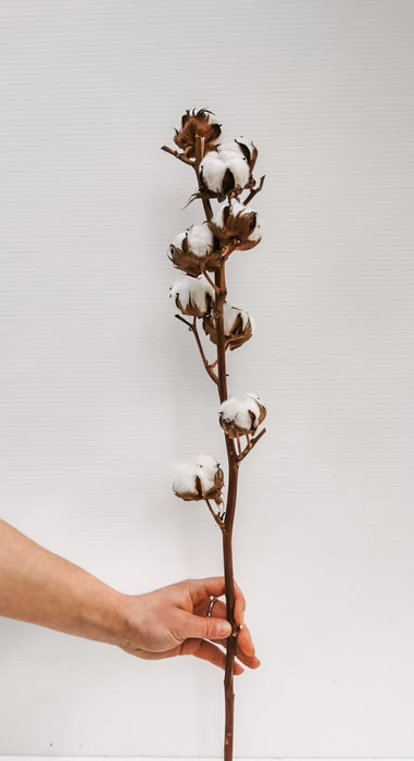 Cotton Branch