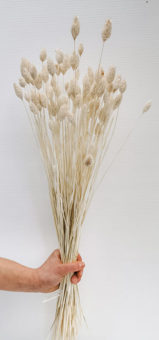 Phalaris Dyed and Dried