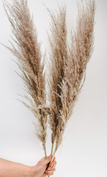 Pampas Grass
