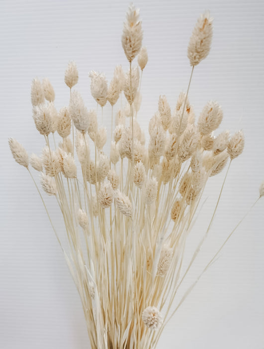 Phalaris Dyed and Dried