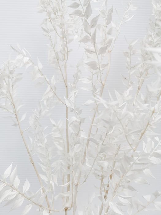 Ruskus Bleached and Dried
