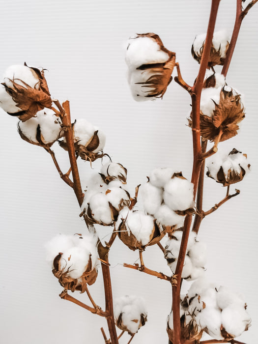 Cotton Branch
